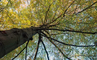 oak-tree